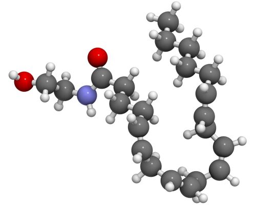 anadamida 3d molecule c